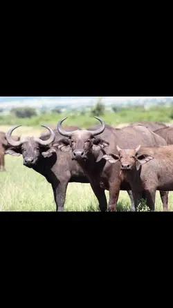 ควาย3ตัว