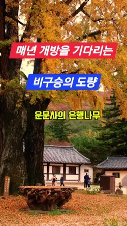 운문사의 은행나무와 별나무