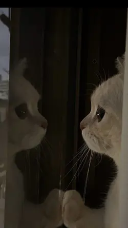 song meow meow