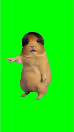 hamster in wig dance