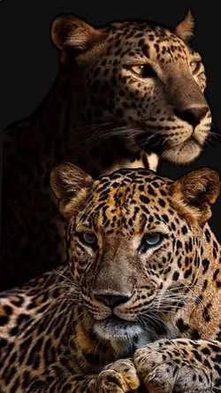 aslanın eşide aslan