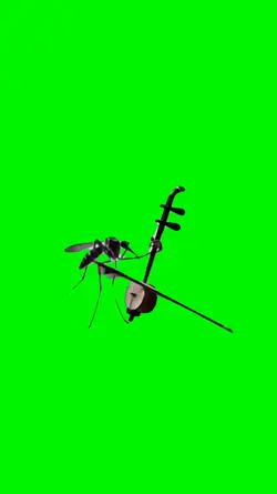 mosquito