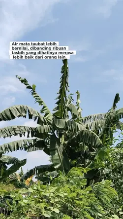 Air mata taubat lebi