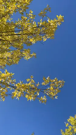 Vloggg 🍁🍁🍂🍂