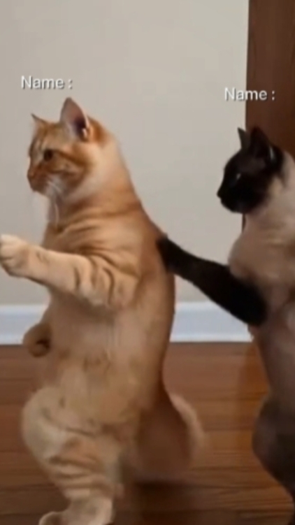 Funny Cat. 