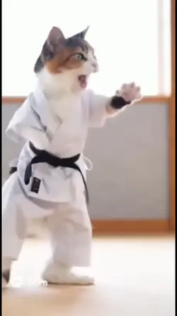 karate cat
