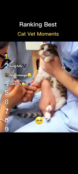 best cat vet moments