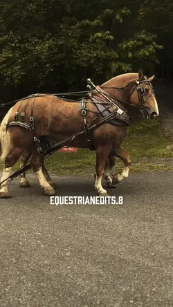 Draft horses😍>>>>