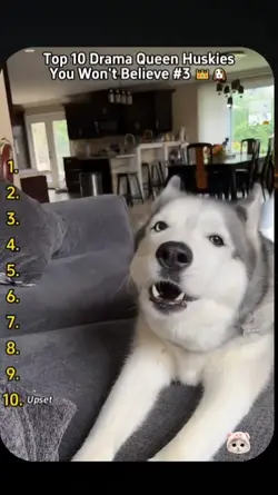 huskies moments 