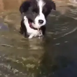 Pretty border collie