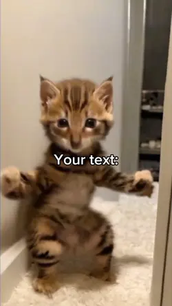 Cat Motorbike Dance!