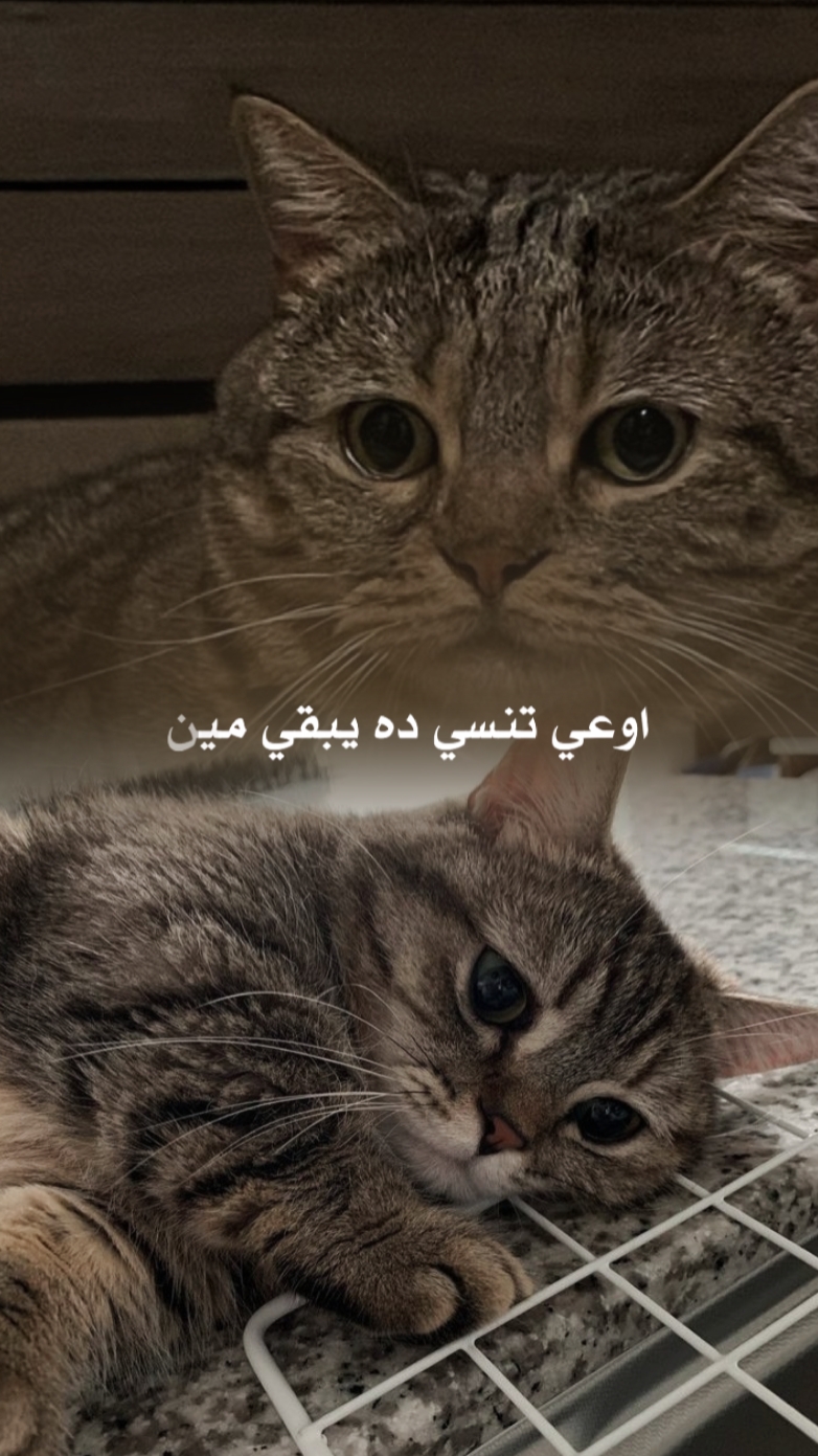 Arabic song 