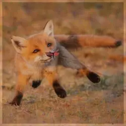 Foxes!! <3