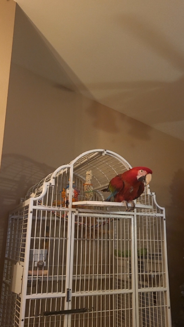 Dancing parrot 