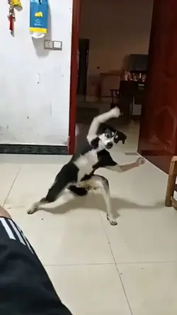 Ai Kungfu
