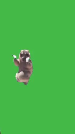Groundhog dancing