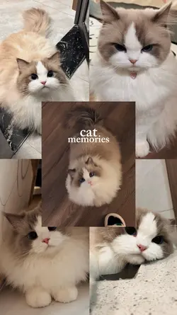 Cute cat memories