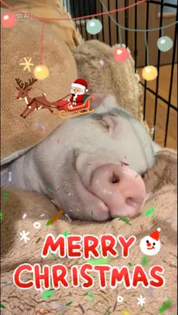 Christmas song & pig