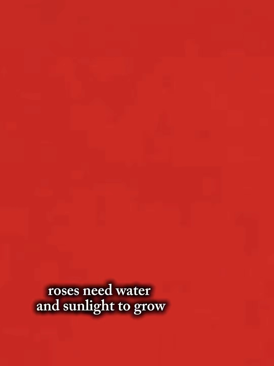 Roses needs water