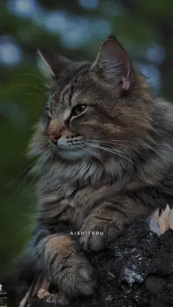 aishiteru 2