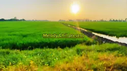 Melody Chill Present