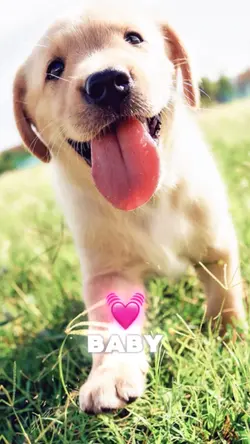 🐾Just my baby dog 🐾