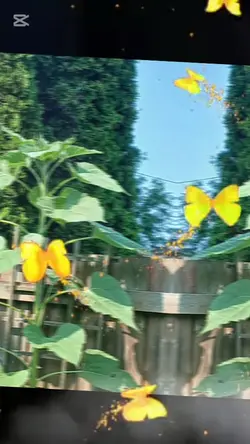 Sunflower spooky