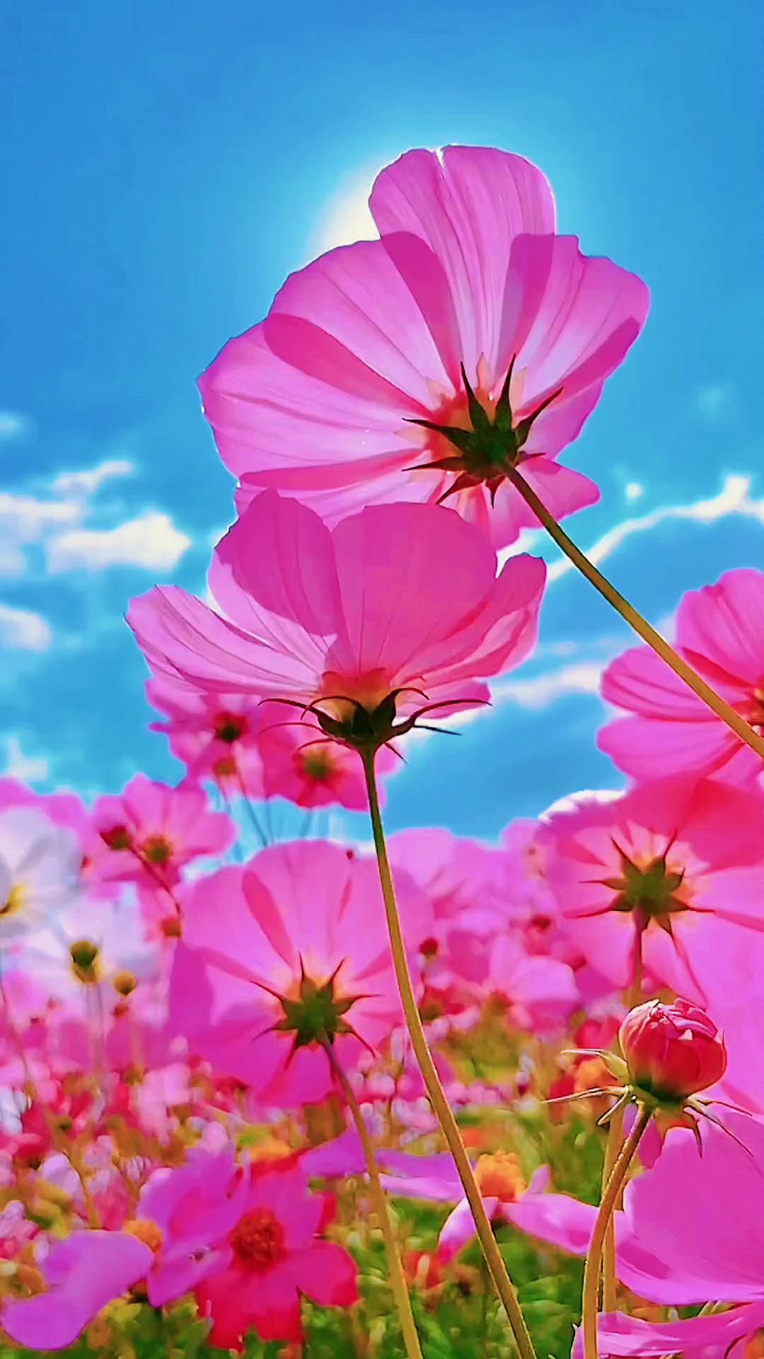 Spring • Nature