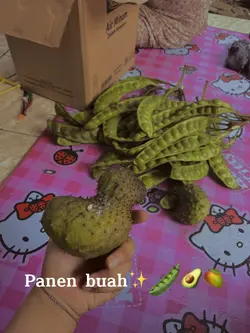 Panen buahhh