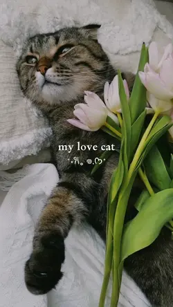 my love cat