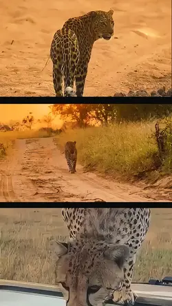 safariday