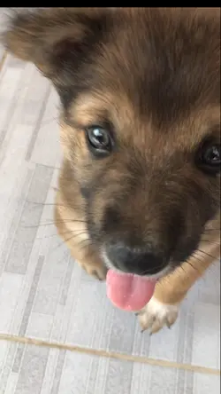 น้องหมา