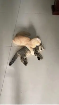 cat