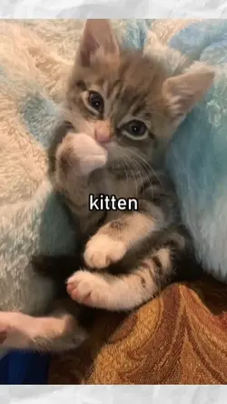 kitten core