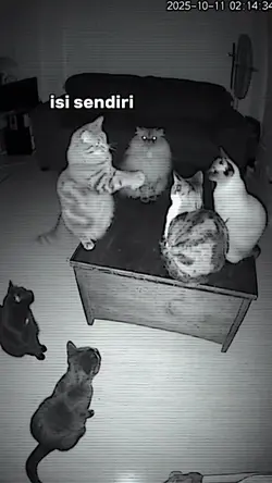 TREND KUCING DISKUSI