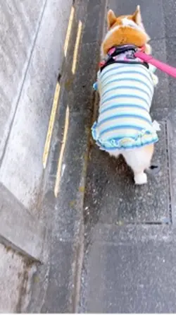 わんちゃんのお散歩をマンガ風に