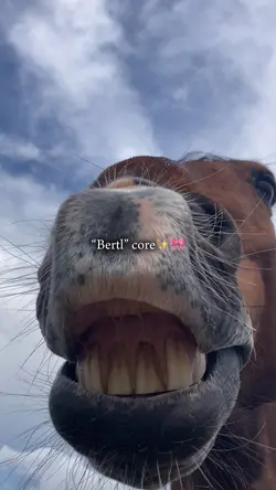 horse core✨🎀