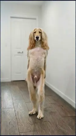 dancing dog