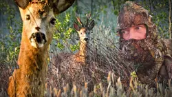 roe deer barks 