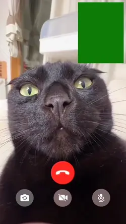 Calling cat meme