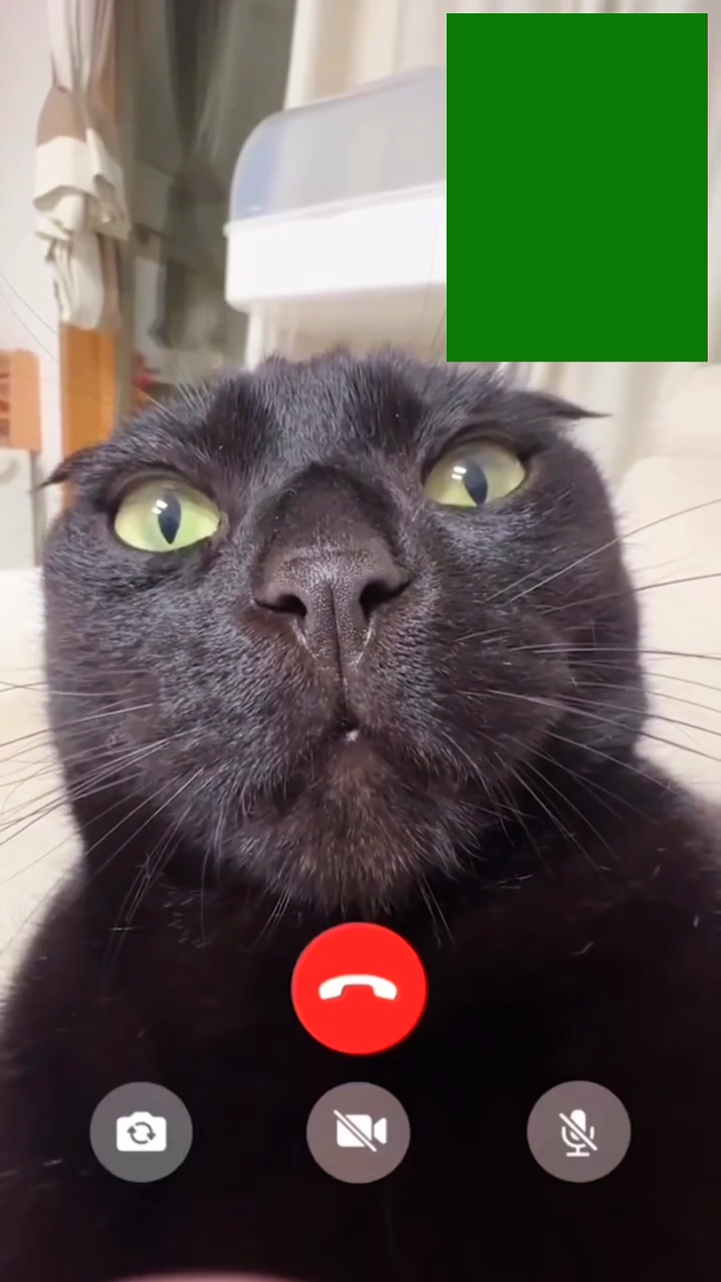 Appeler le chat meme