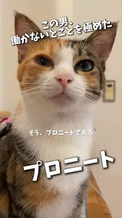 ここ男、プロニート🐱