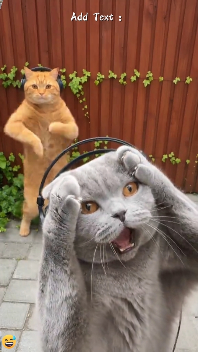 Tendencia del gato de baile 