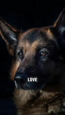 A dogs love 
