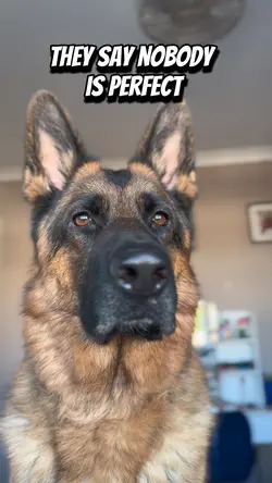 German Shepherd 👑