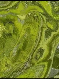 Matcha trend