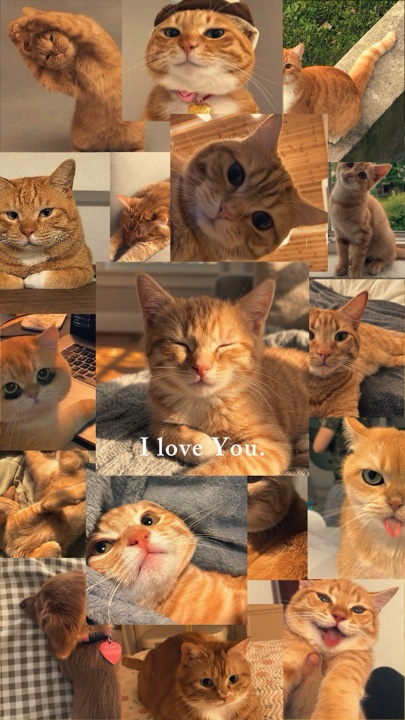 Mes animaux chat orange