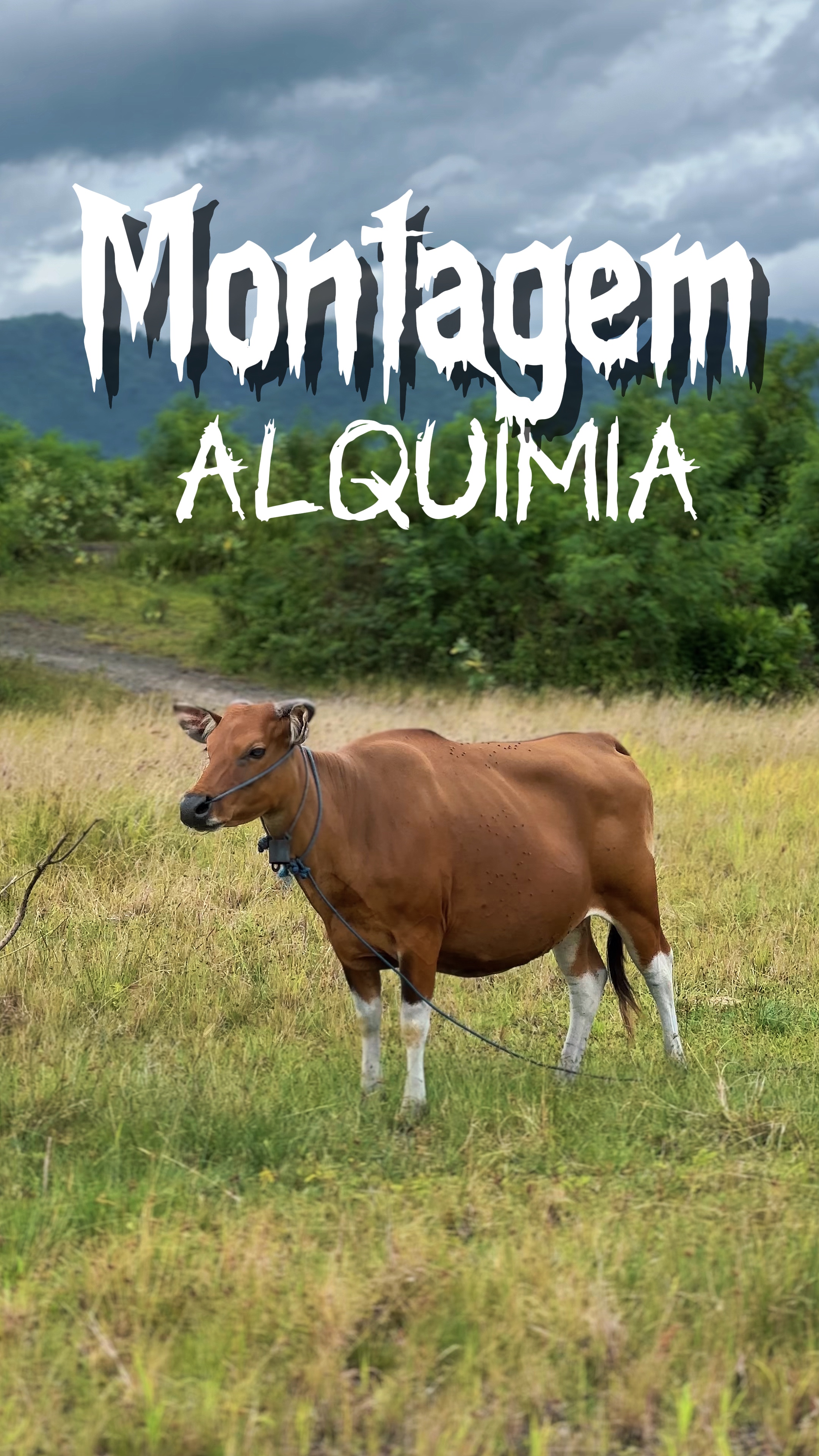 Montagem alquimia