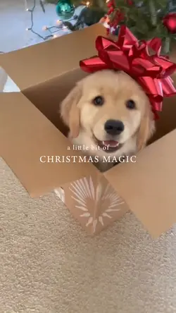 Christmas pet