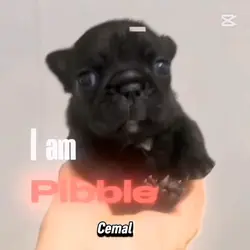 I am pibble 